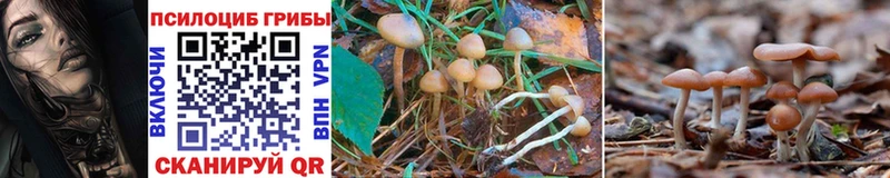 Псилоцибиновые грибы GOLDEN TEACHER  Макарьев 